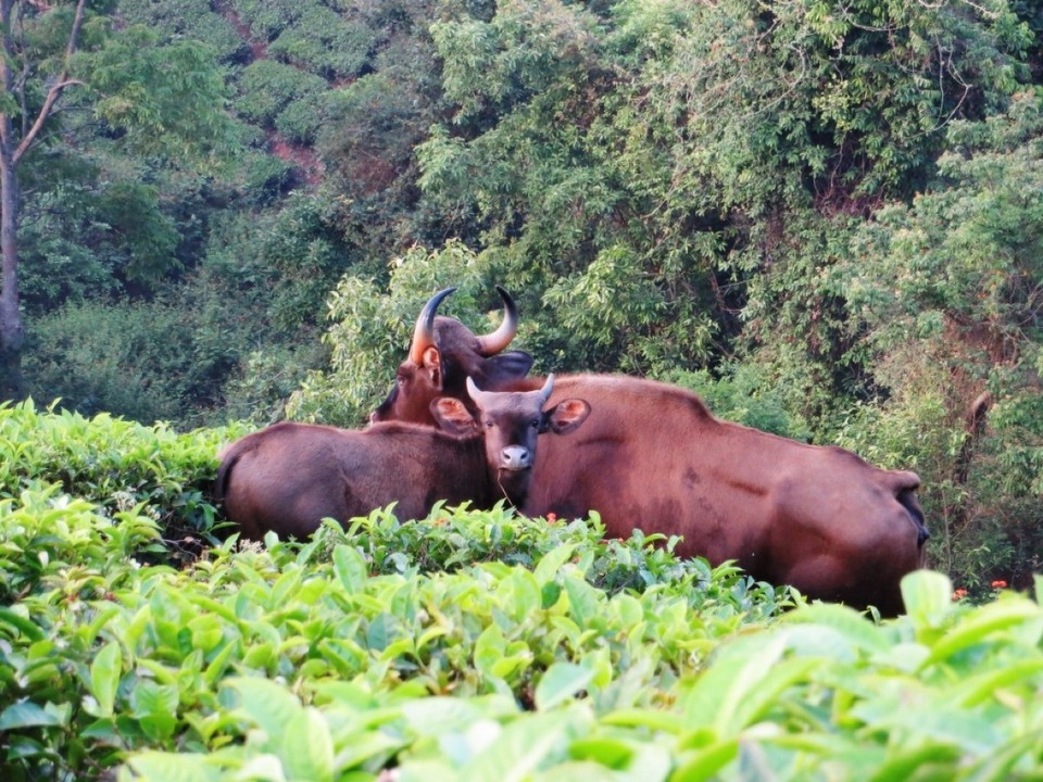 Indien - Coonoor - 