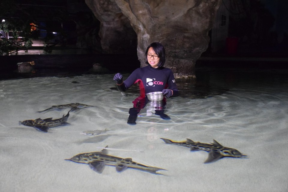 Neuseeland - Auckland - Fütterung der Elephant Sharks