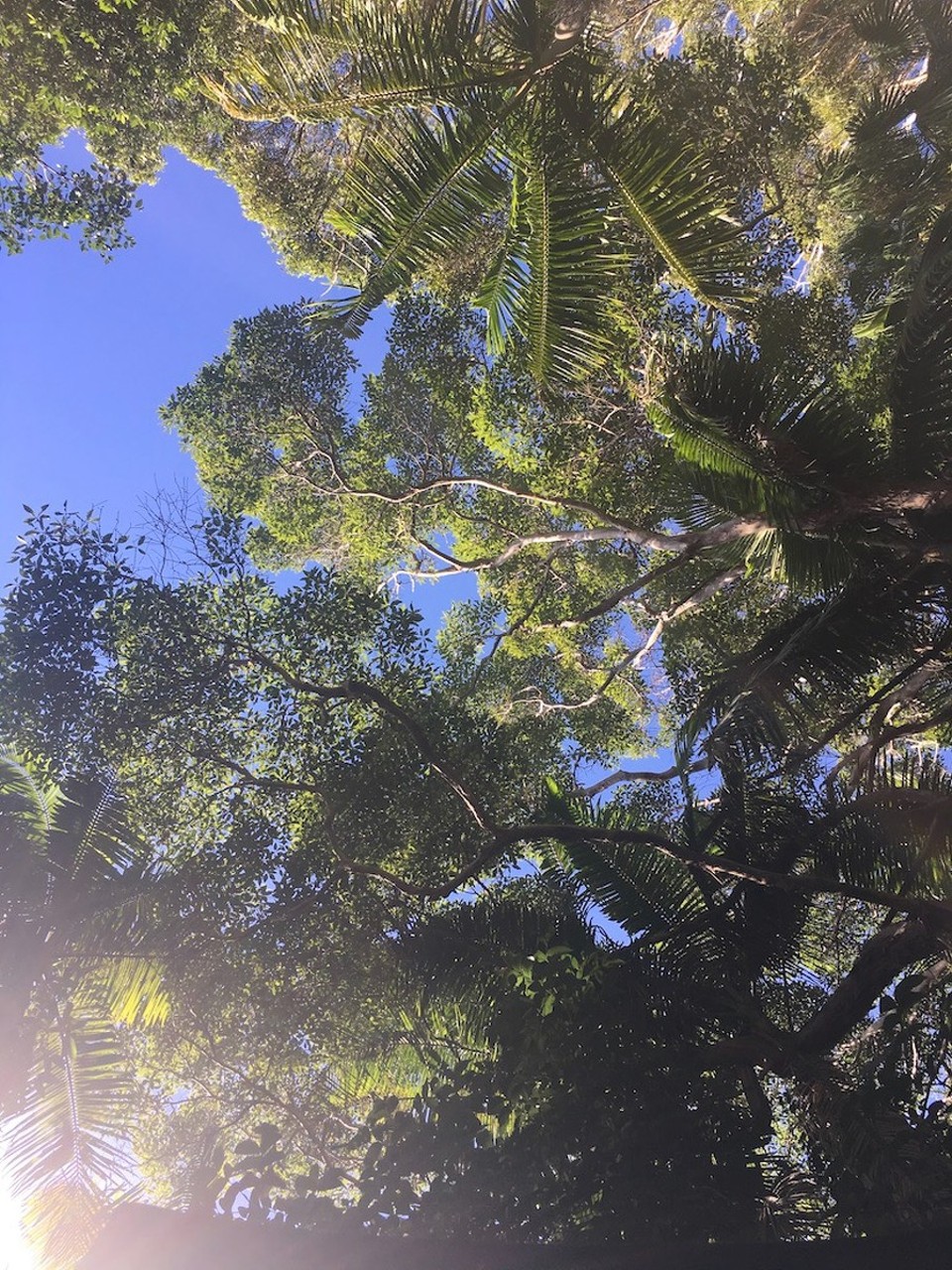 Australien - Charlestown - Frühstück im Regenwald