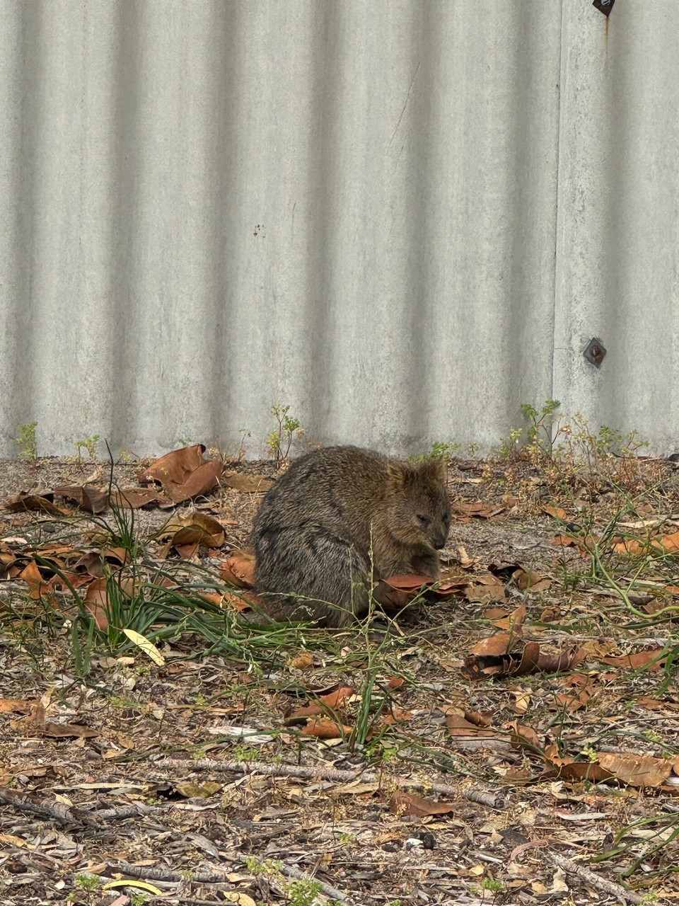 Australien - Rottnest - Uf dr Insla achu, gsiamer schu dr erst Quokka.