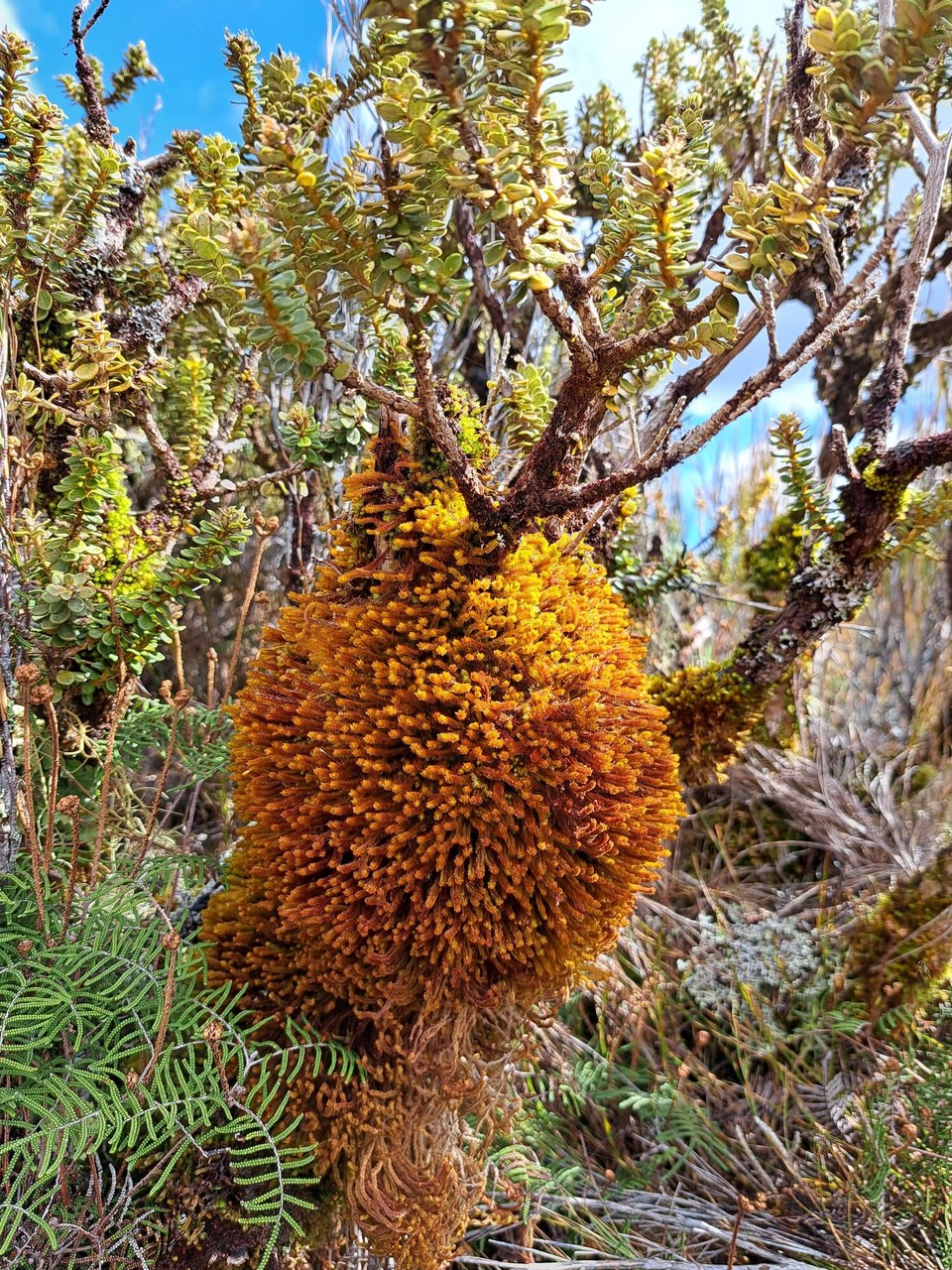 Neuseeland - National Park Village - 