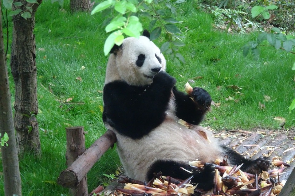 China - Chengdu - 