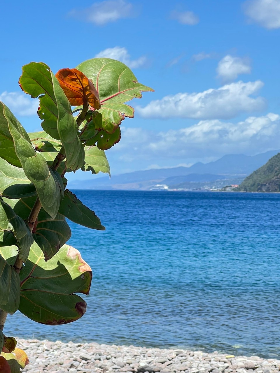 Dominica -  - 