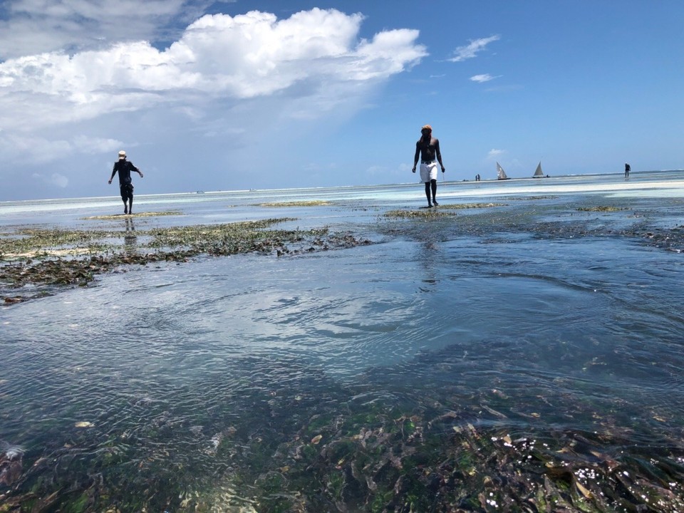 Kenia - Diani Beach - Bei Ebbe wird der Strand zum Erlebnis. 
Es gibt viel zu entdecken,...mehr seht ihr später 😋