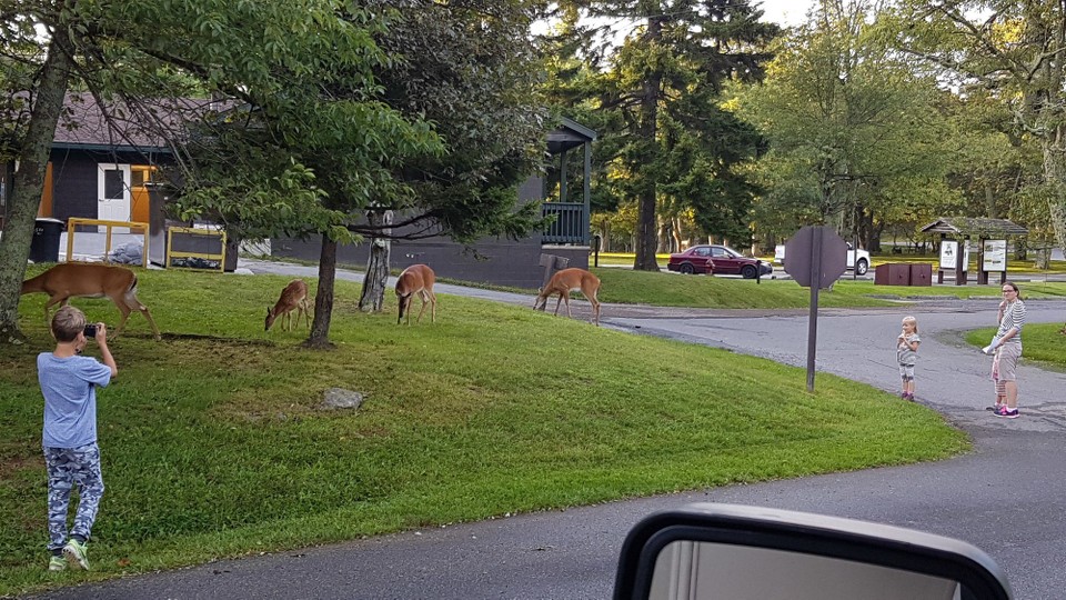 USA - Front Royal - Rehe auf dem Campground