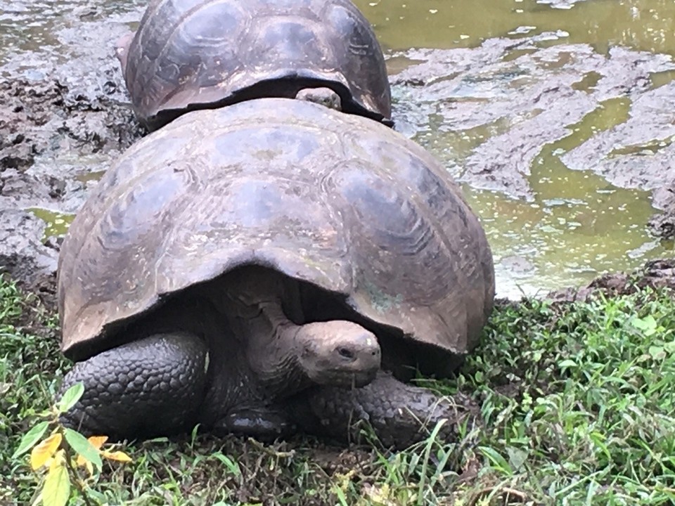 Ecuador - Isabela - 