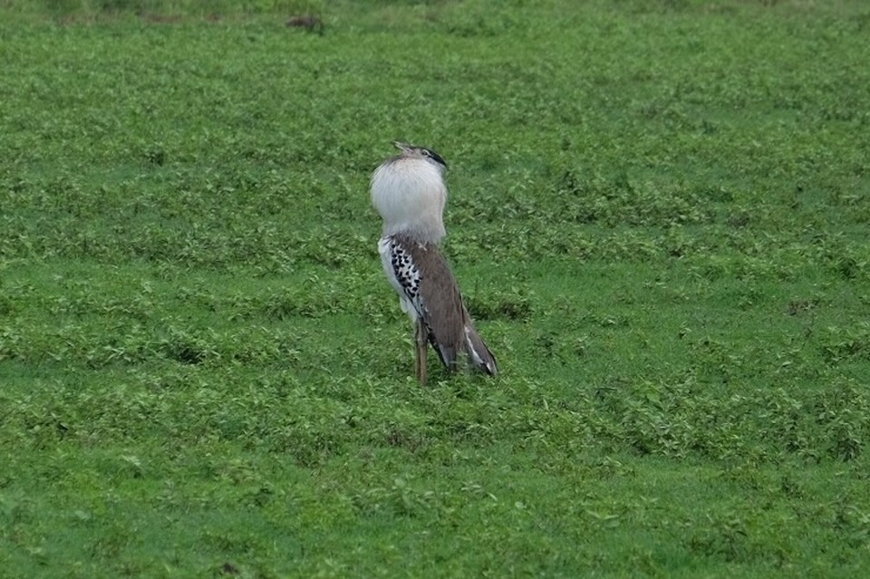  - Schutzgebiet Ngorongoro - Der Vogel tarnt sich gerade als Tier um nicht vom Adler entdeckt zu werden. 