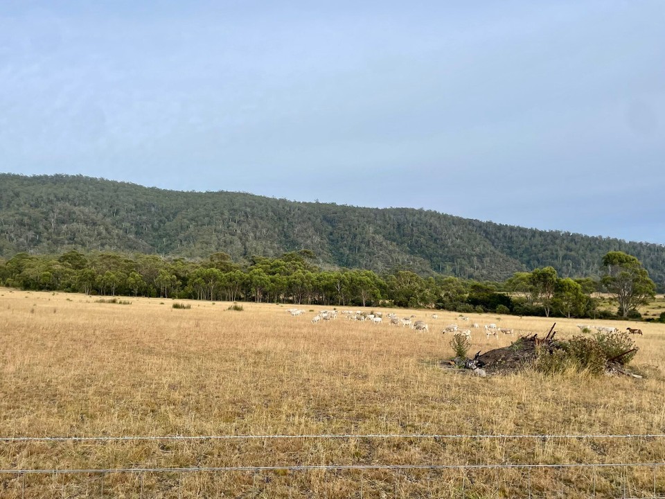 Australien - Freycinet - vill Schööf 🐑 