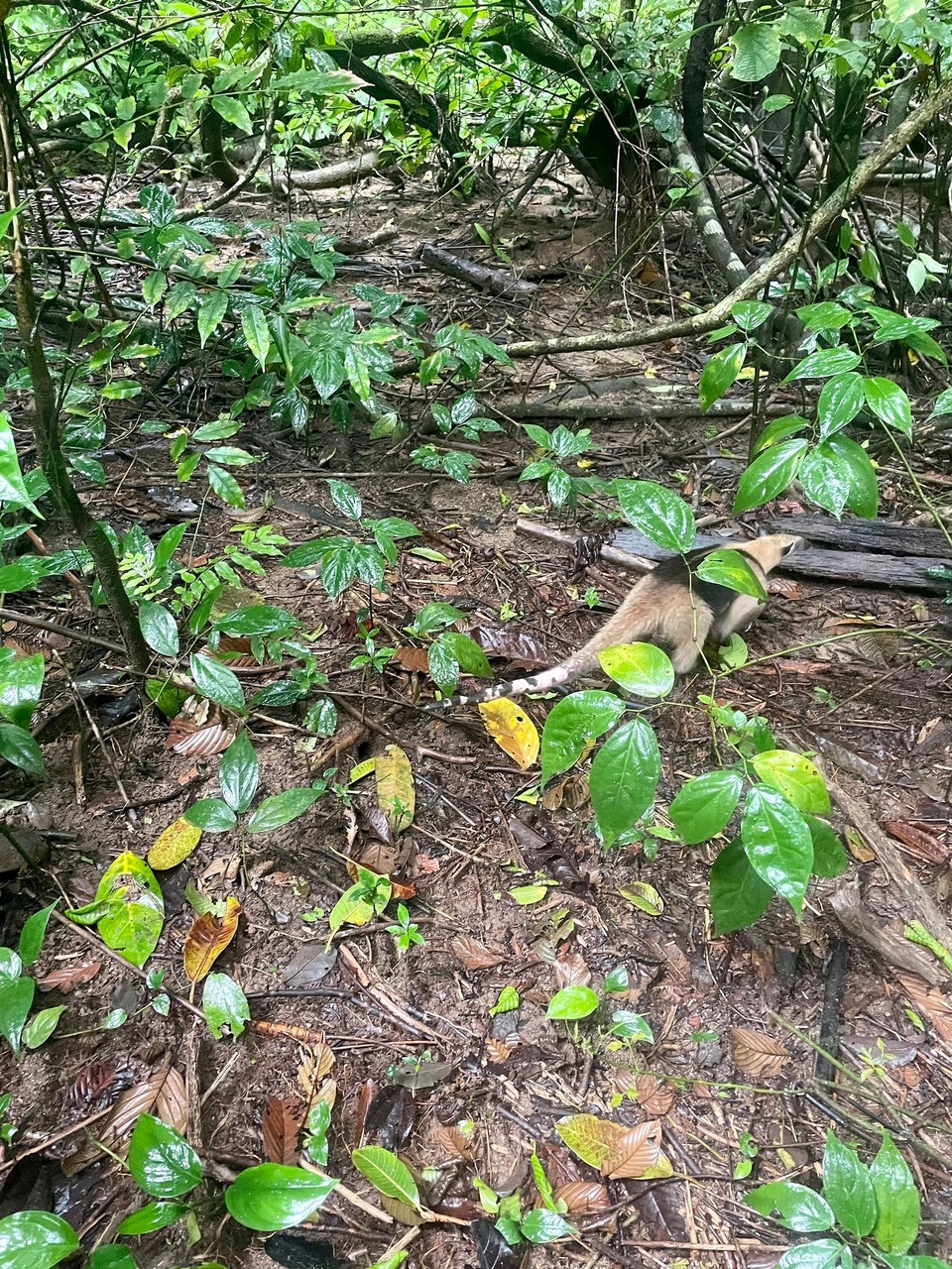 Costa Rica - Osa - 🌳