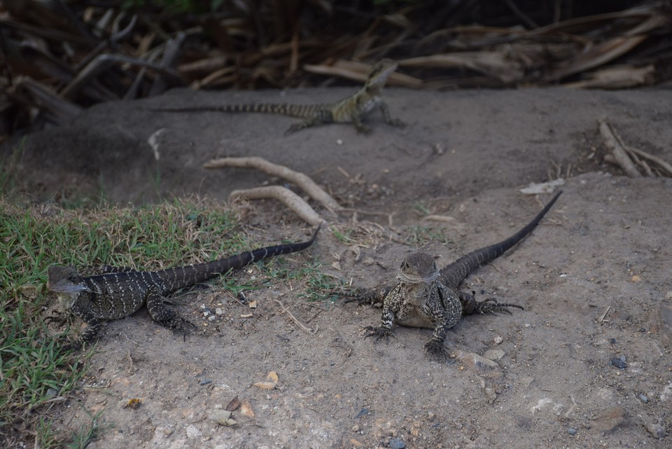 Australien - Coolangatta - Eins, zwei, drei Water-Dragon!
