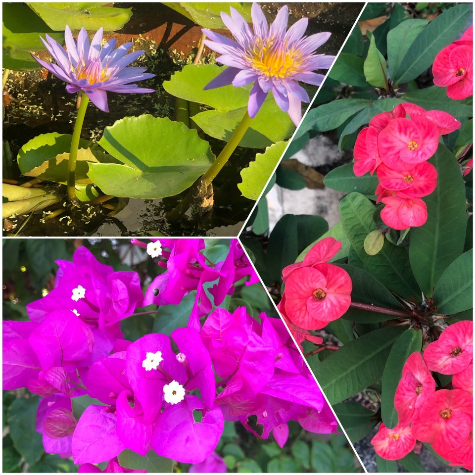 Thailand - Mueang Chiang Mai - Ein paar Blumenfotos von dem kleinen Spaziergang durch mein „Muban“ (Stadtteil/Dorf). Ich habe keine Filter verwendet - die Blumen sind tatsächlich so farbintensiv 🌺