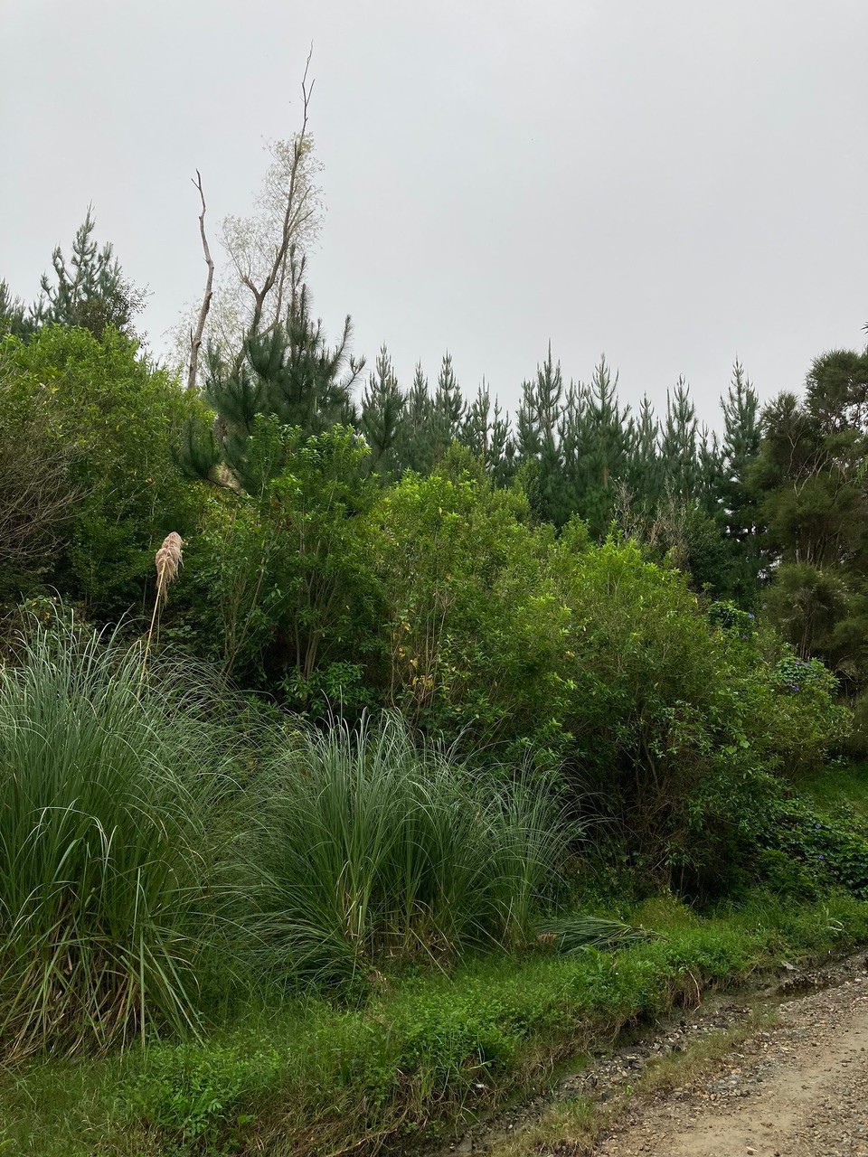 Neuseeland - Gisborne - 