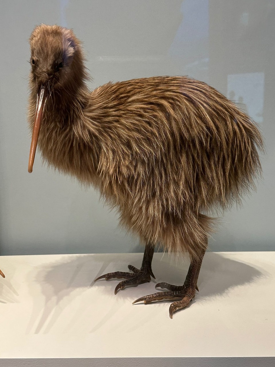 Neuseeland - Wellington - Museum Te Papa, da wird die Geschichte, Besiedelung -Mensch, Tier und Pflanzen - von Neuseeland eindrucksvoll dargestellt