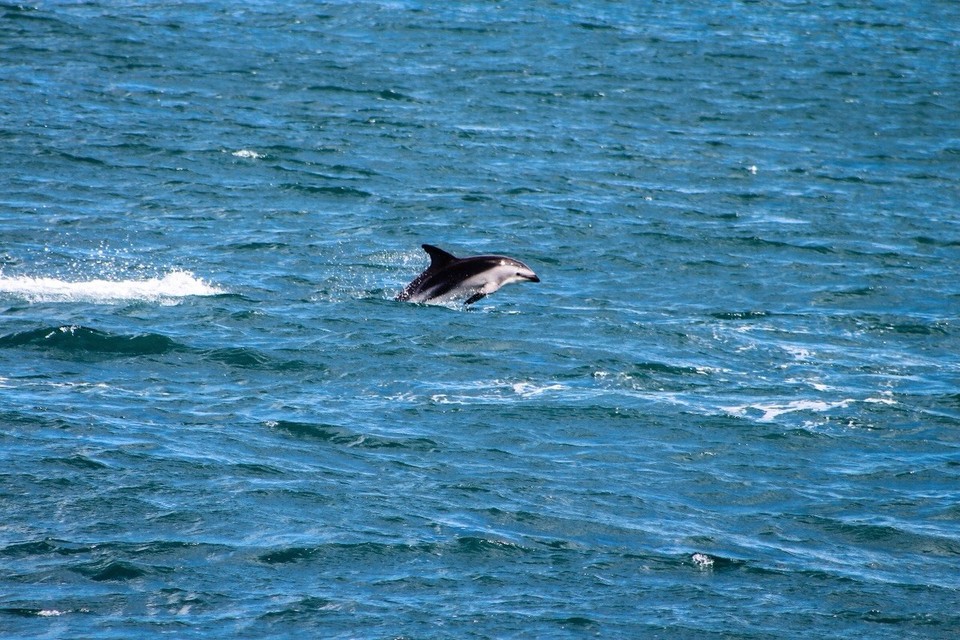 Neuseeland - Kaikoura Peninsula - 