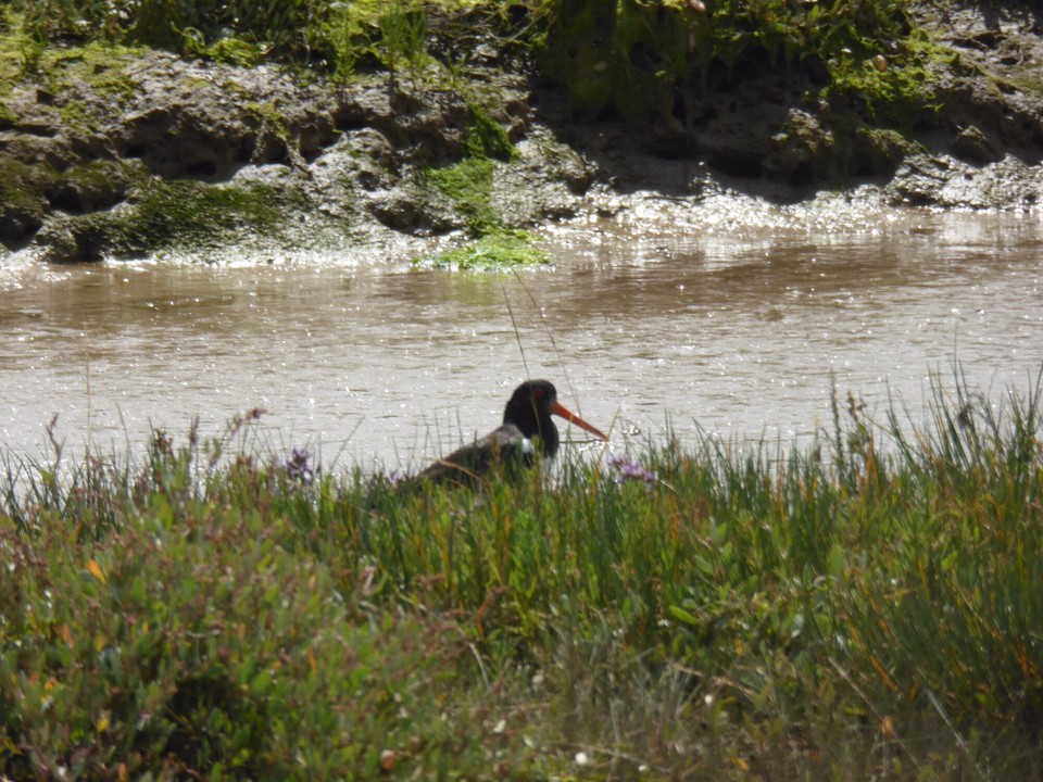 United Kingdom - Woodbridge - Noisily warning us not to approach any closer we passed an Oyster Catcher.