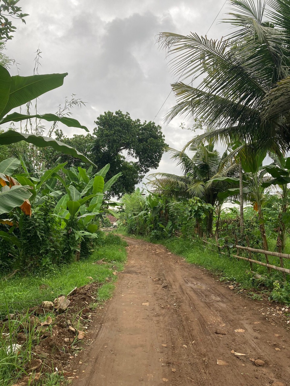 Indonesien - Banyuwangi - 