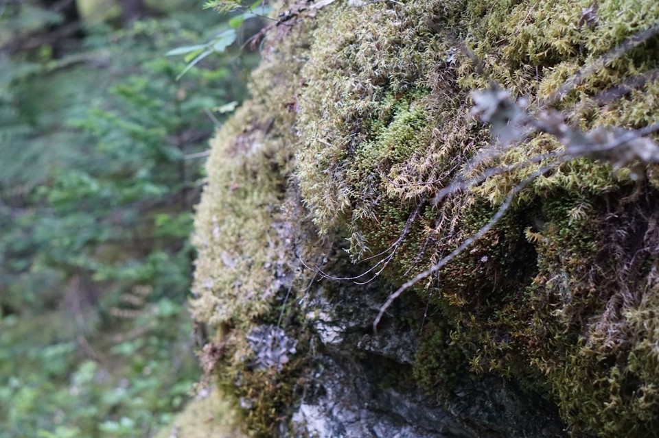 Kanada - Valemount - 