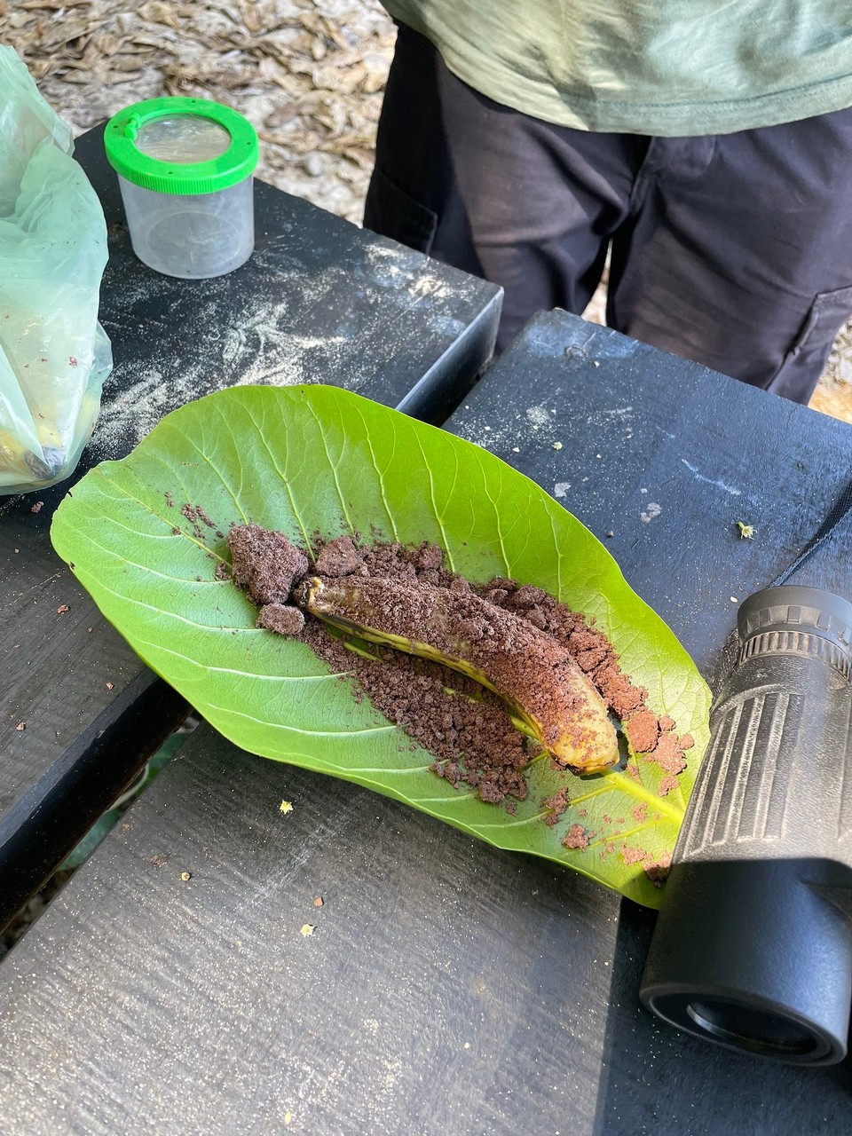 Costa Rica - Talamanca - Als Snack hat unser Guide Banane mit Kakao aus eigenem Anbau serviert 🍌 🍫 