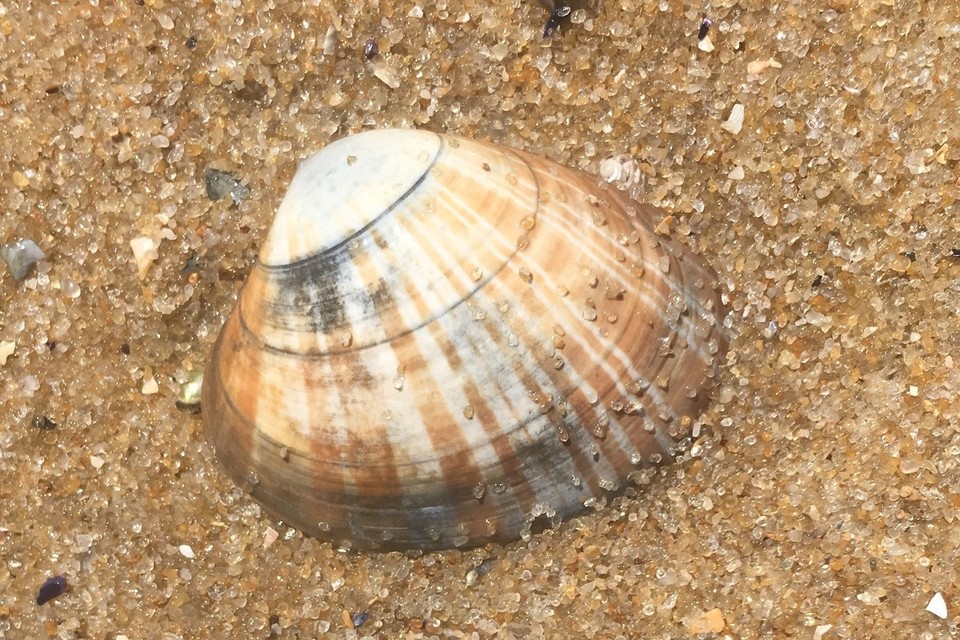 Australien - Brighton - Eventuell ein neuer Sonnenhut?