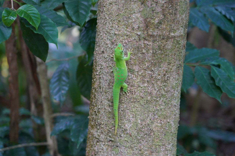 Schweiz - Zürich - Sehr pittoresque der grosse Madagaskar Taggecko