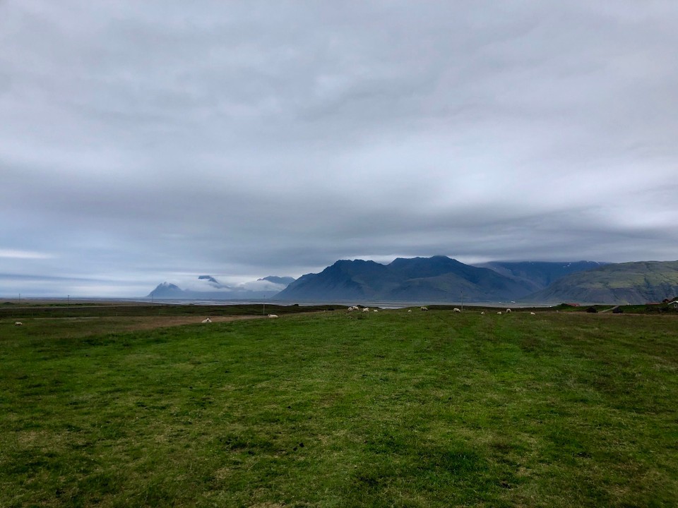 Island - Sveitarfélagið Hornafjörður - So süss. Da hinten liegen und stehen die Schafe...