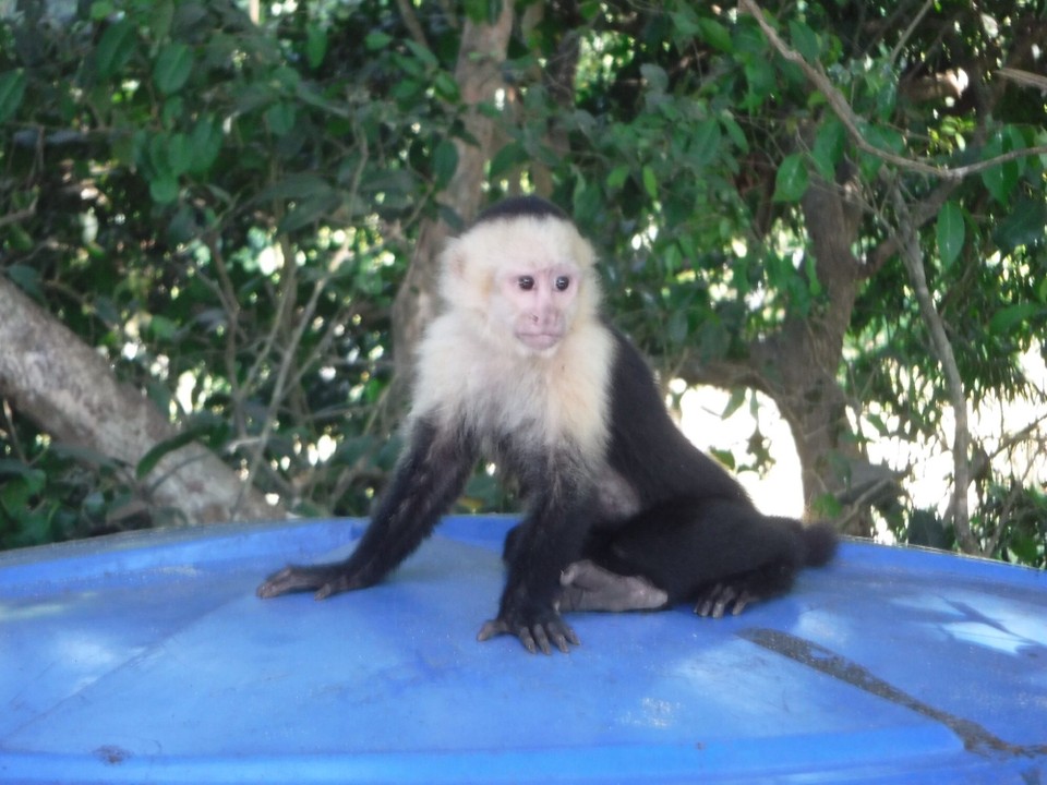 Costa Rica - Parrita - 