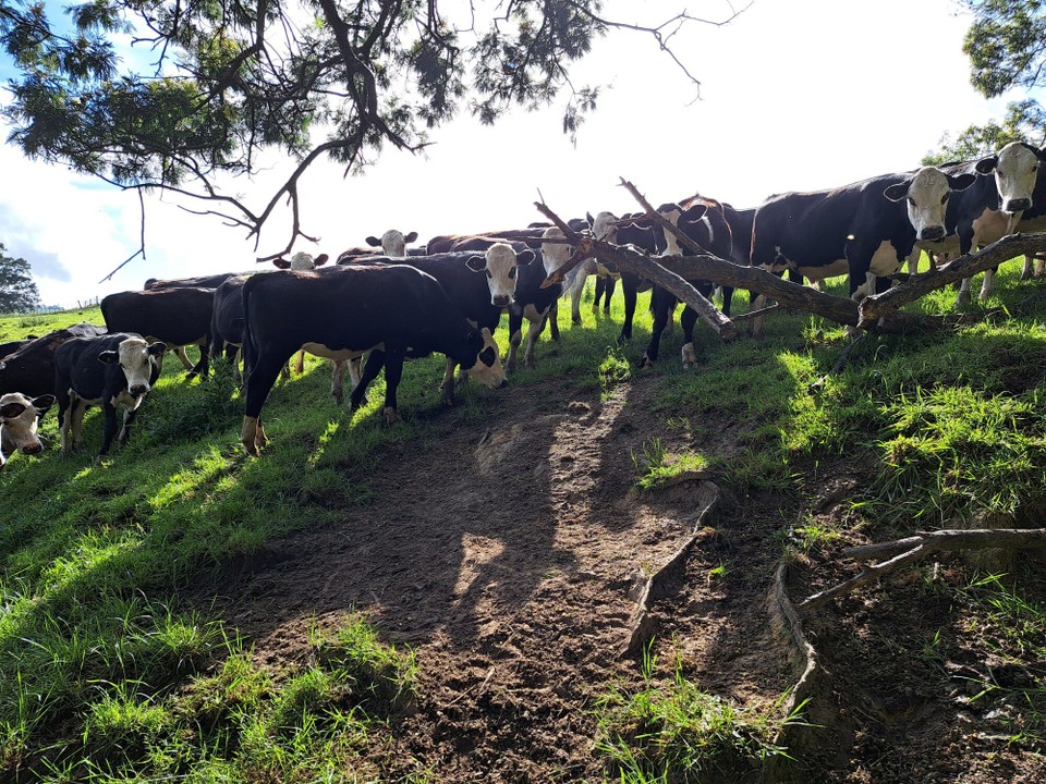 Neuseeland - Rangiriri - Gleich ging es bergauf 