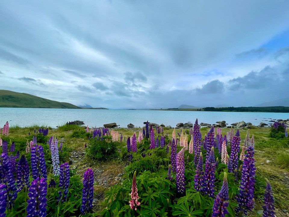 Neuseeland - Lake Tekapo - 