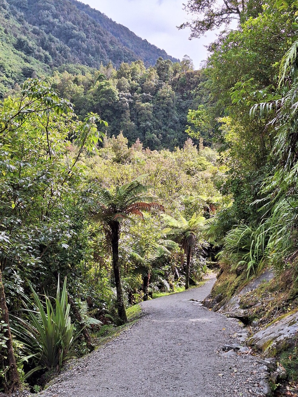 Neuseeland - Franz-Josef-Gletscher - Weg zum Franz Josef Gletscher 