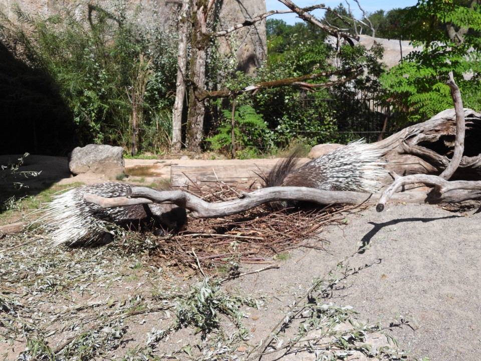 Schweiz - Zürich - junge Stachelschweine haben noch ganz feine Stacheln, eher so wie Haare, damit sie ihre Mutter nicht verletzen