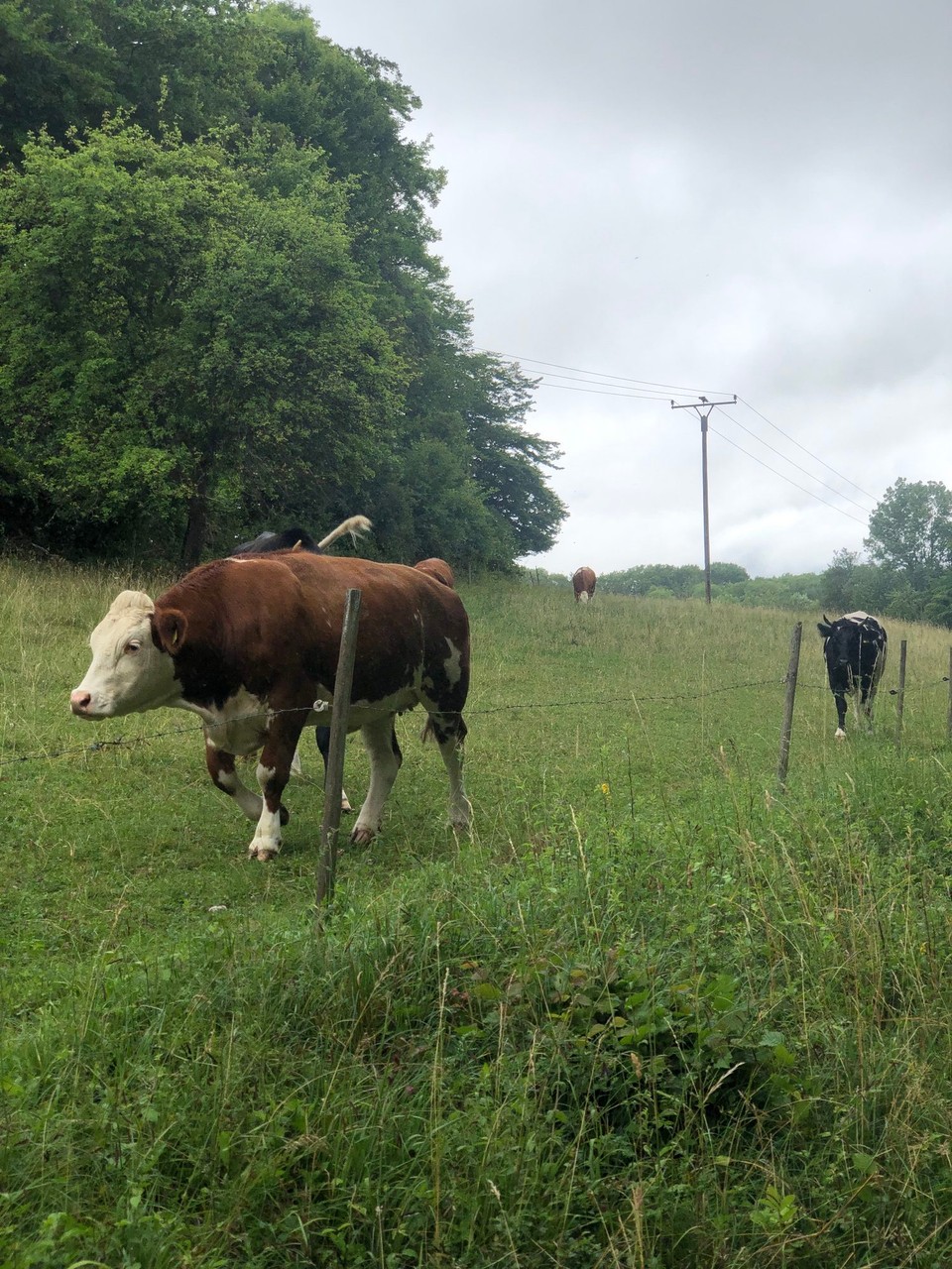 Deutschland - Trier - Katrins Alptraum - Kühle, die ihr folgen ( Erinnerung an den Hochrhöner )