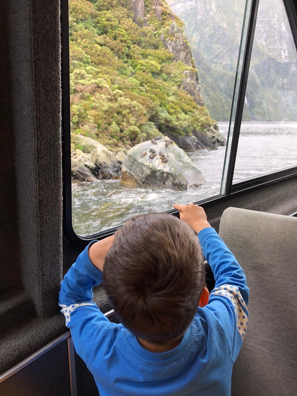 Neuseeland - Milford Sound - Einige Seals auf einem Felsen.