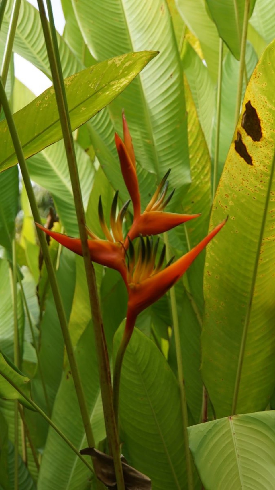 Réunion - Saint-Pierre - 
