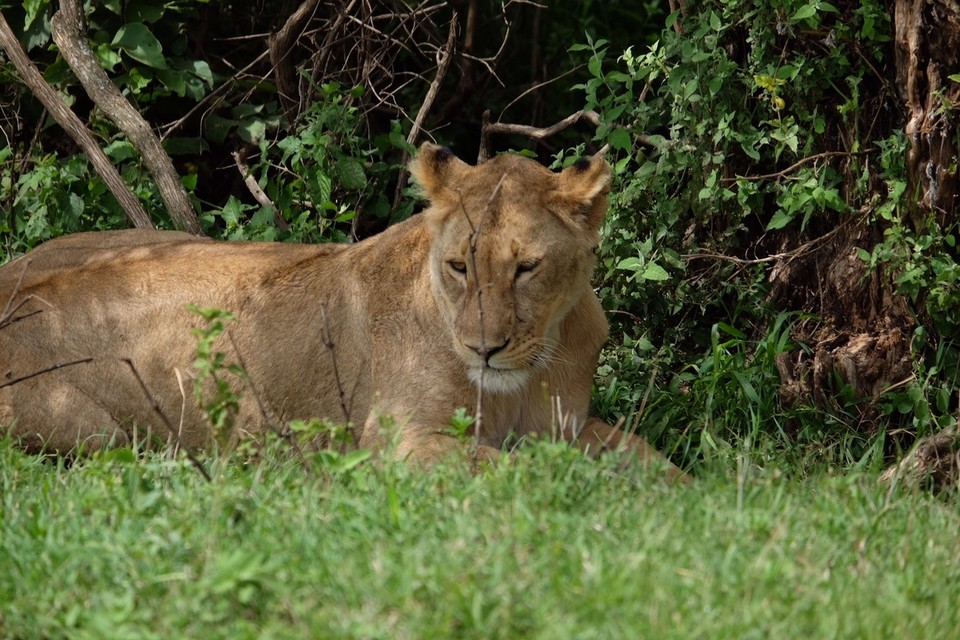  - Schutzgebiet Ngorongoro - 