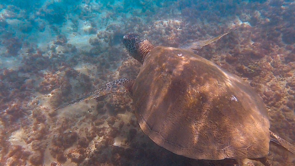 USA - Kīhei - Die Schildkröte mit der ich  geschnorchelt bin