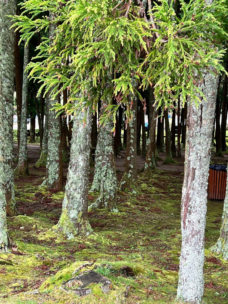 Portugal - Ponta Delgada - Die Bäume wurzeln hier aufgrund des heissen Bodens nicht sehr tief