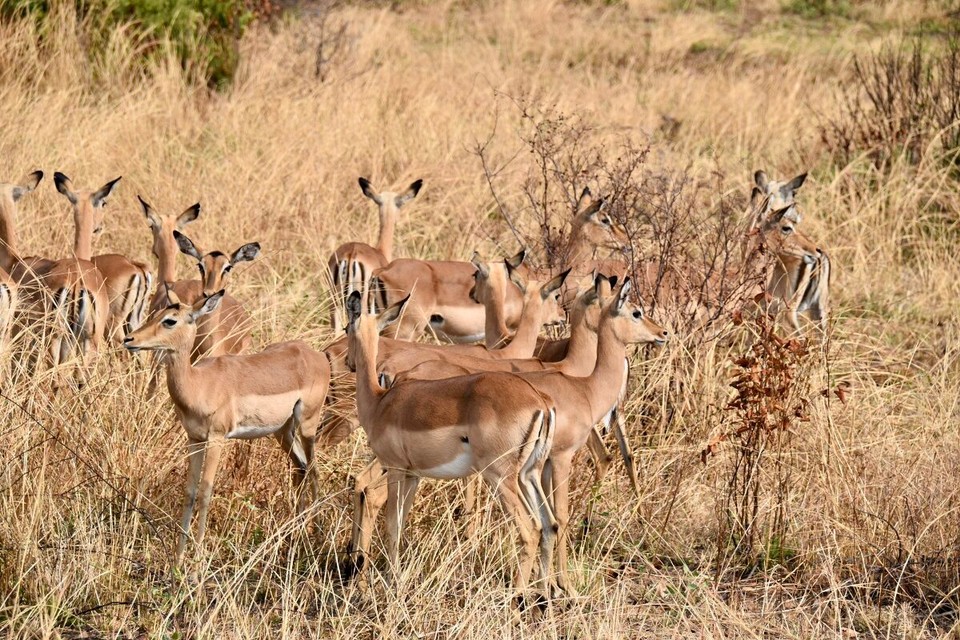 Südafrika - Mogwase - So, und das war es auch schon wieder für heute, Auf zur letzten Unterkunft. Morgen heißt es Koffer packen und zum Flughafen.
Unser Reifen vom Auto war inzwischen auch repariert, wir hatten nämlich heute früh einen Platten.