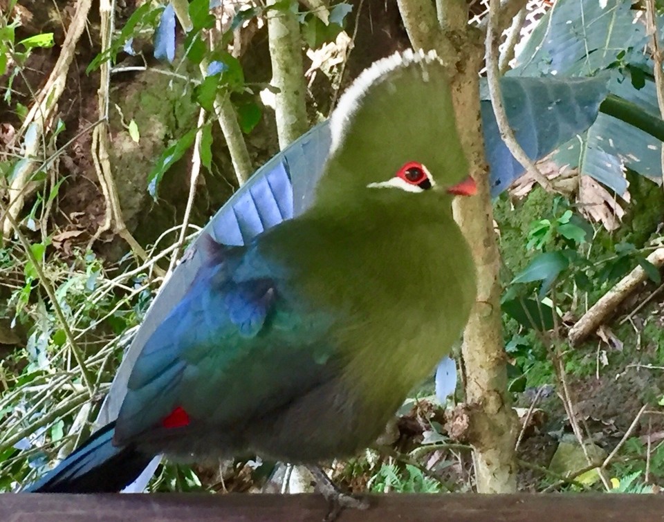 Südafrika - Plettenberg Bay - Bird of Eden
