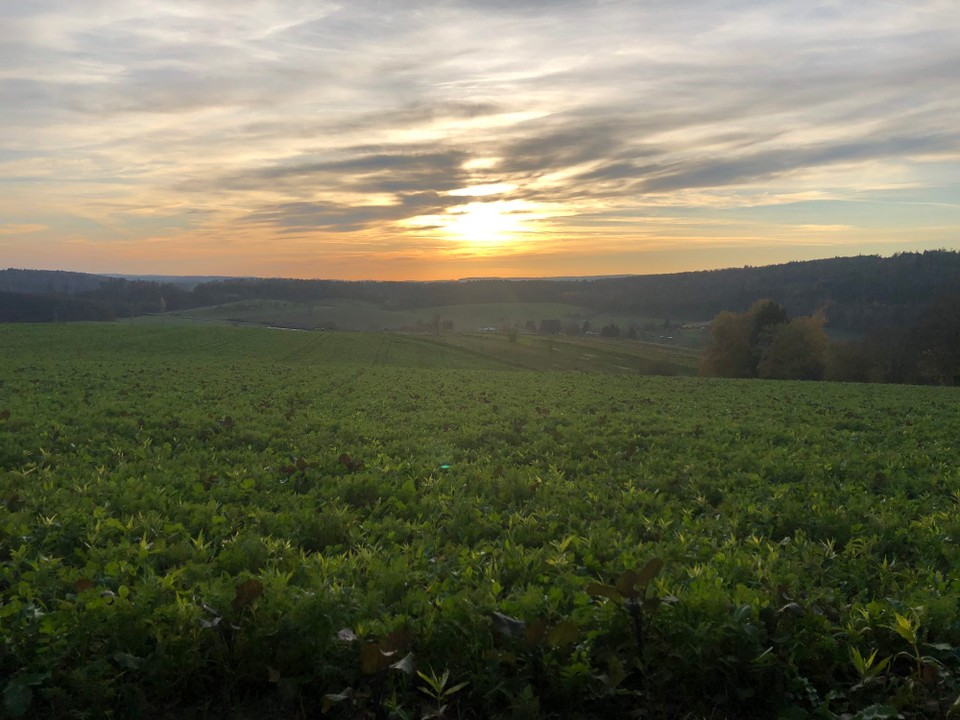 Deutschland - Ludwigshafen - Auf dem Dilsberg am Neckar, 288 m hoch
