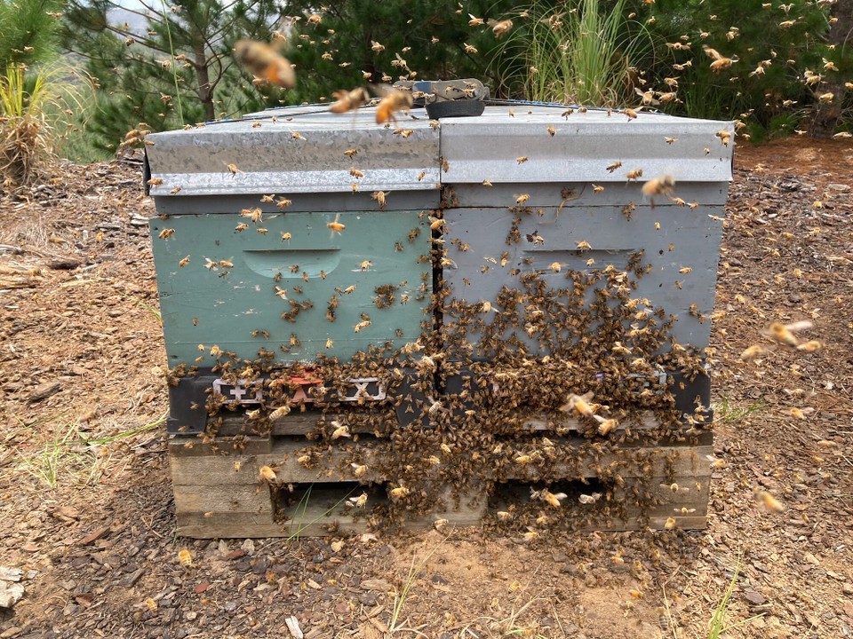 Neuseeland - Mangōnui - Jetzt müssen alle Bienen nur wieder ihre Kiste finden und drin rumwuseln und nicht draußen 😅