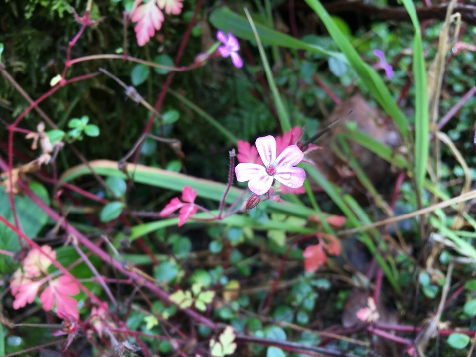 Kanada - Tofino - Auf dem Weg zum Strand 