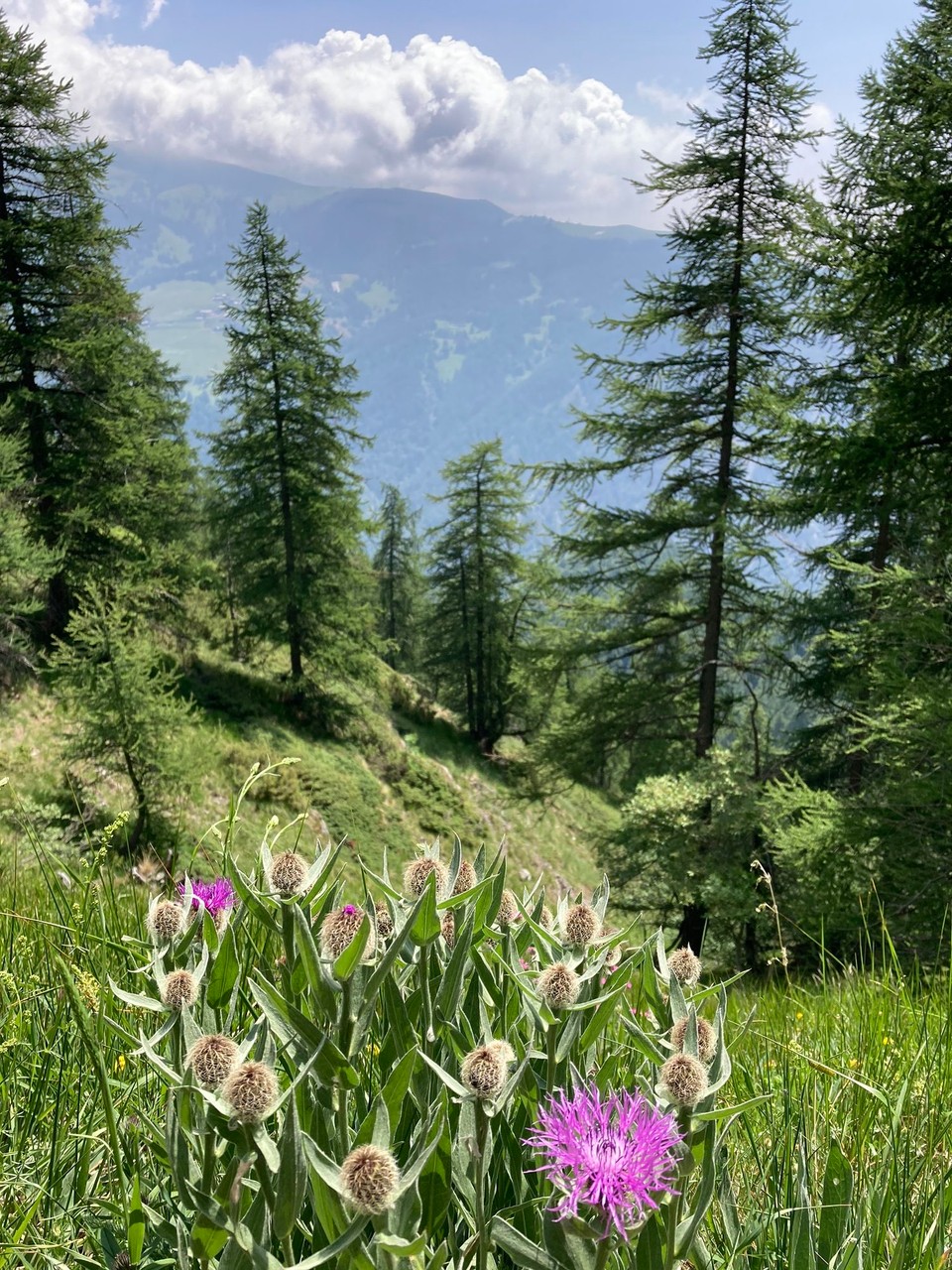 Italien - Prazzo - Blühender Wegrand