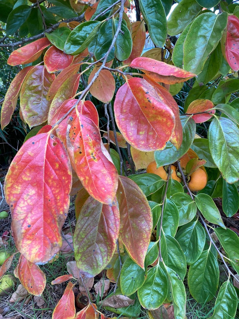 Neuseeland - Manutuke - Und Kakis gefunden 🤪