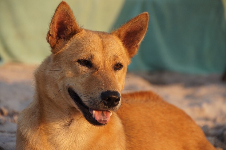 Kambodscha -  - Einer der vielen Hunde auf der Insel 🐶

Wir tauften in „Brownie“