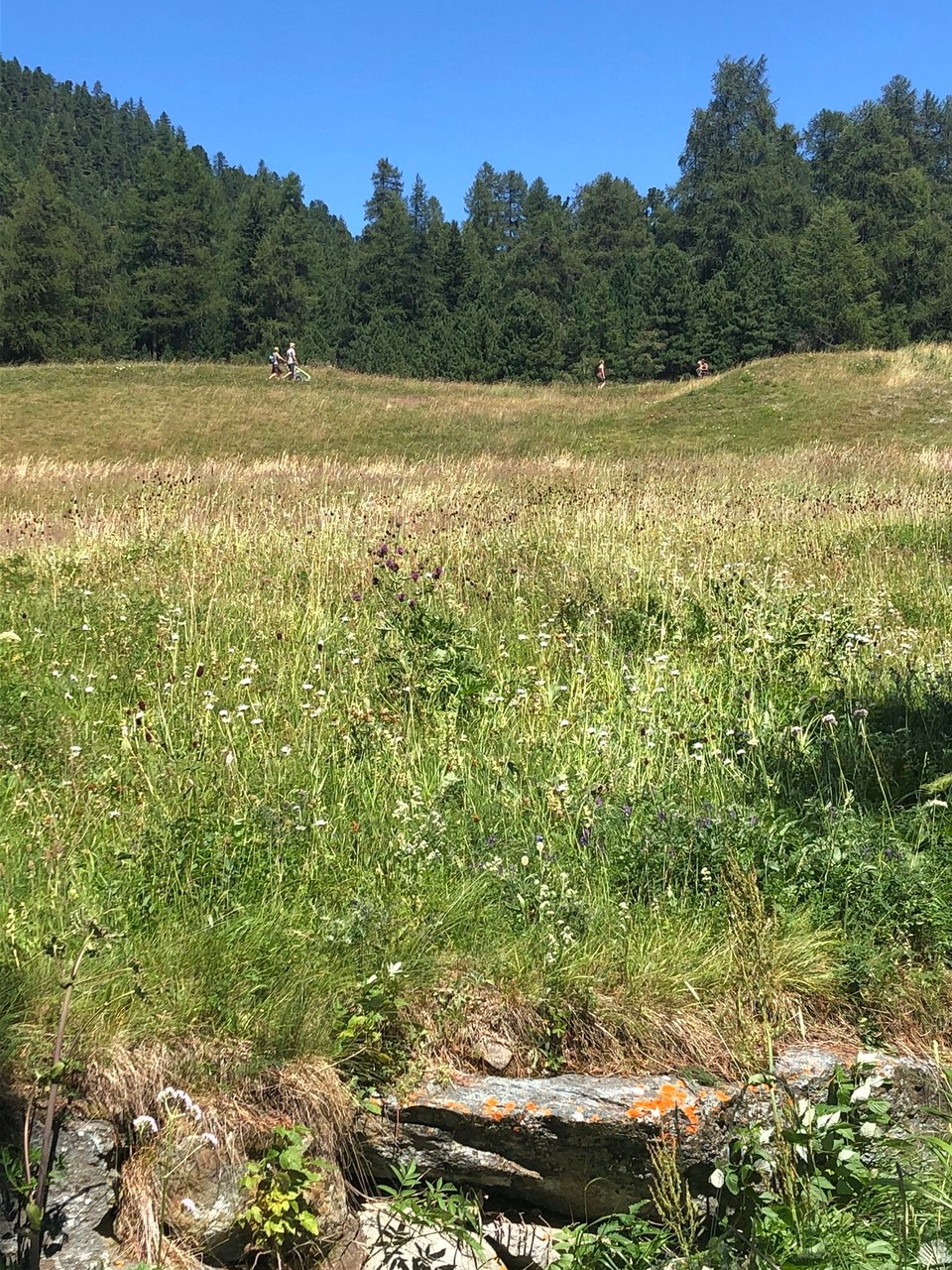 Schweiz - St. Moritz - Sommerwiese