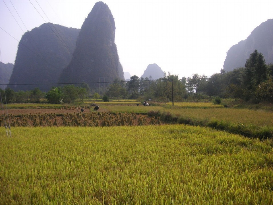 China - Guilin - Karstberge und fruchtbares Ackerland