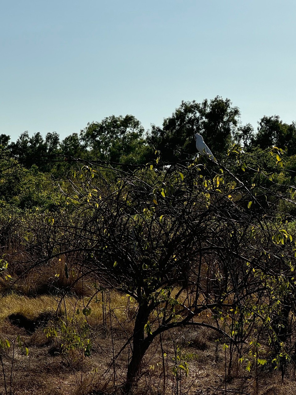 Australien - Karumba - Ei Kakadu...