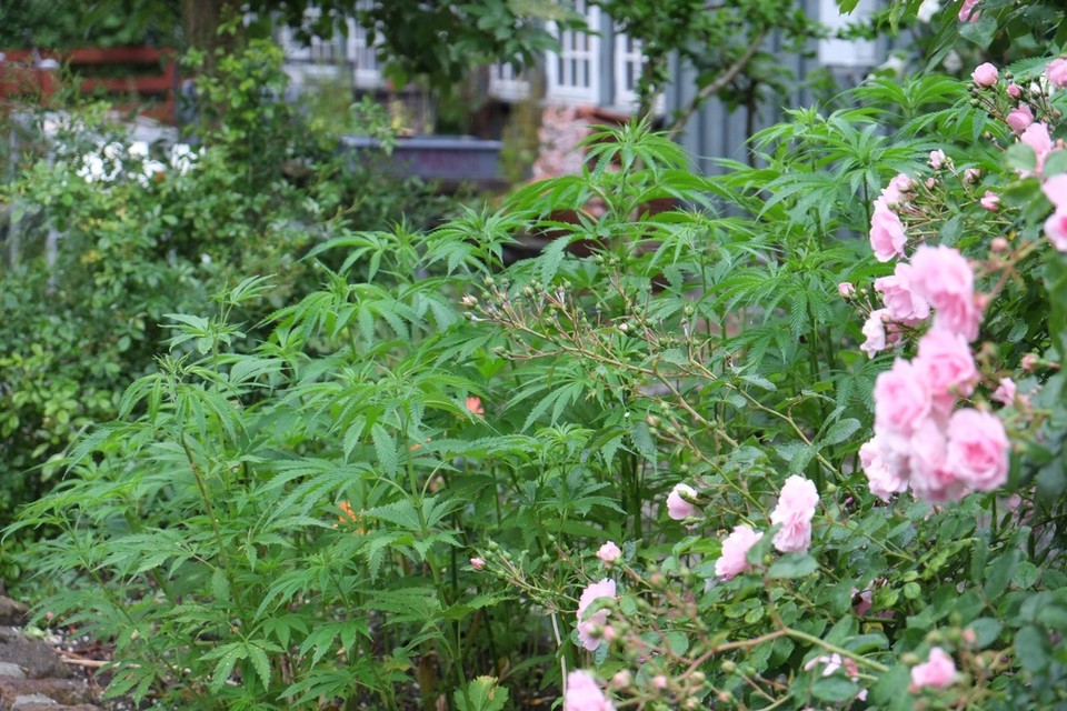 Dänemark - Kopenhagen - Christiania - Cannabis & Roses - Hier ganz legal ... na ja so halb