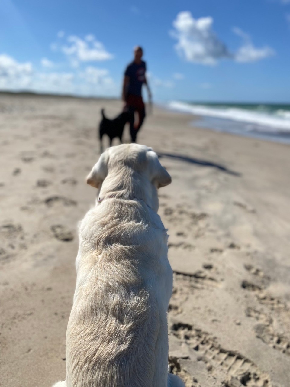 Dänemark - Thisted - Baxter in seiner Heimat 🇩🇰