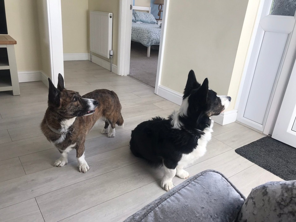 Vereinigtes Königreich - Whitstable - U disi Zwe natürlech o 🐾🐾